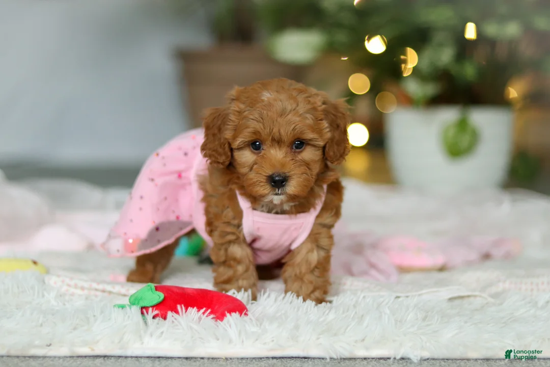 Cavapoo dogs for sale: Maggie - Ad 8
