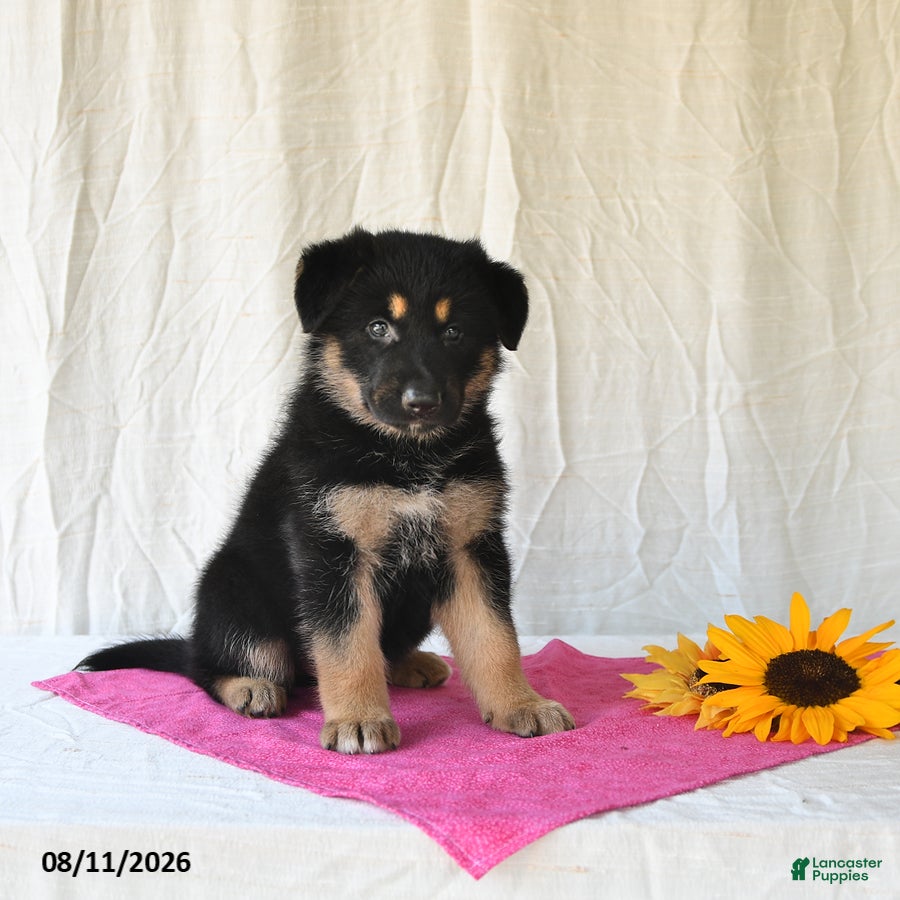 German Shepherd dogs Tasha - Ad 2