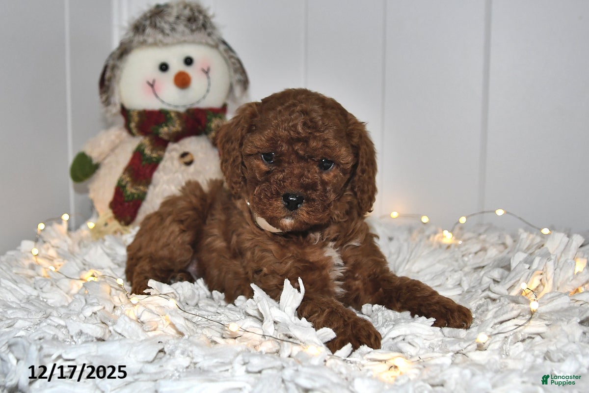 Cavapoo dogs Cami - Ad 18