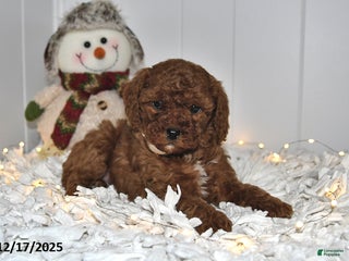 Cavapoo dogs Cami - Ad 18