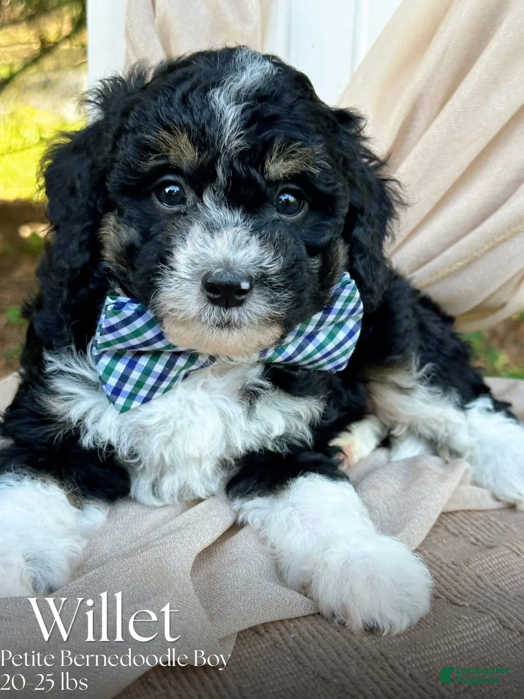 Mini Bernedoodle dogs for sale: Willet-Petite/Mini-OFA&GeneticParents - Ad 1