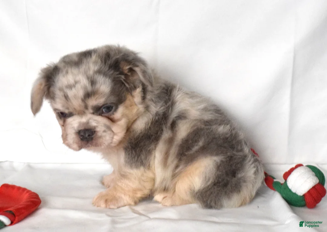 French Bulldog dogs for sale: Teddy - Ad 2