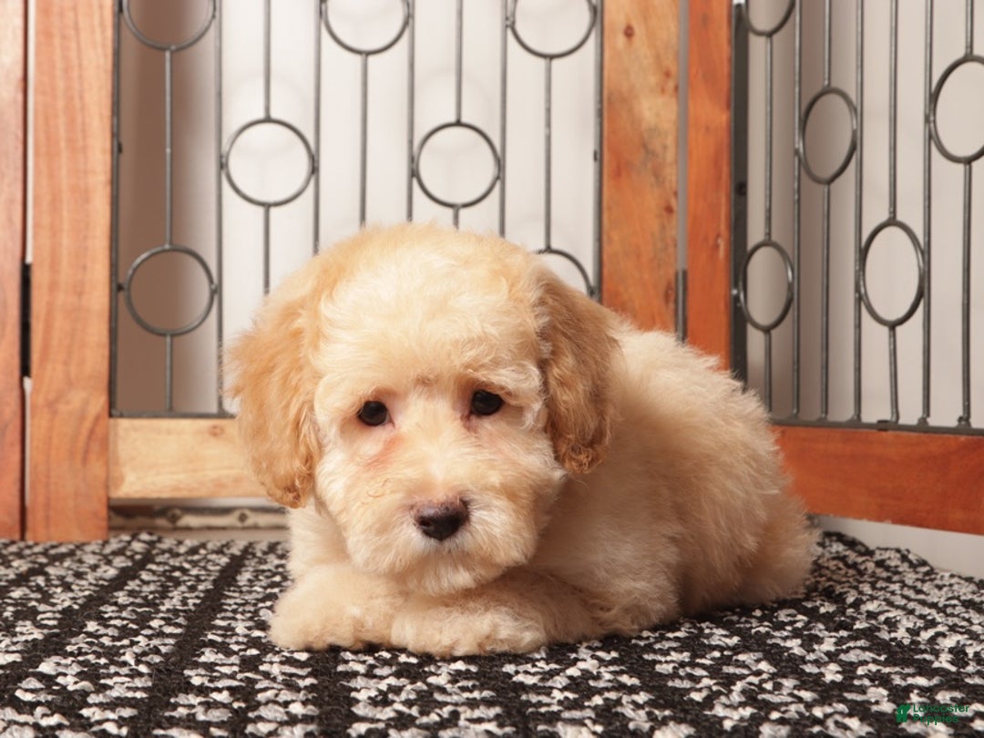 Bichpoo dogs for sale: Donald Male Poochon - Ad 4