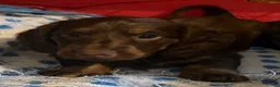 Dachshund dogs for sale: Coco - Ad 7