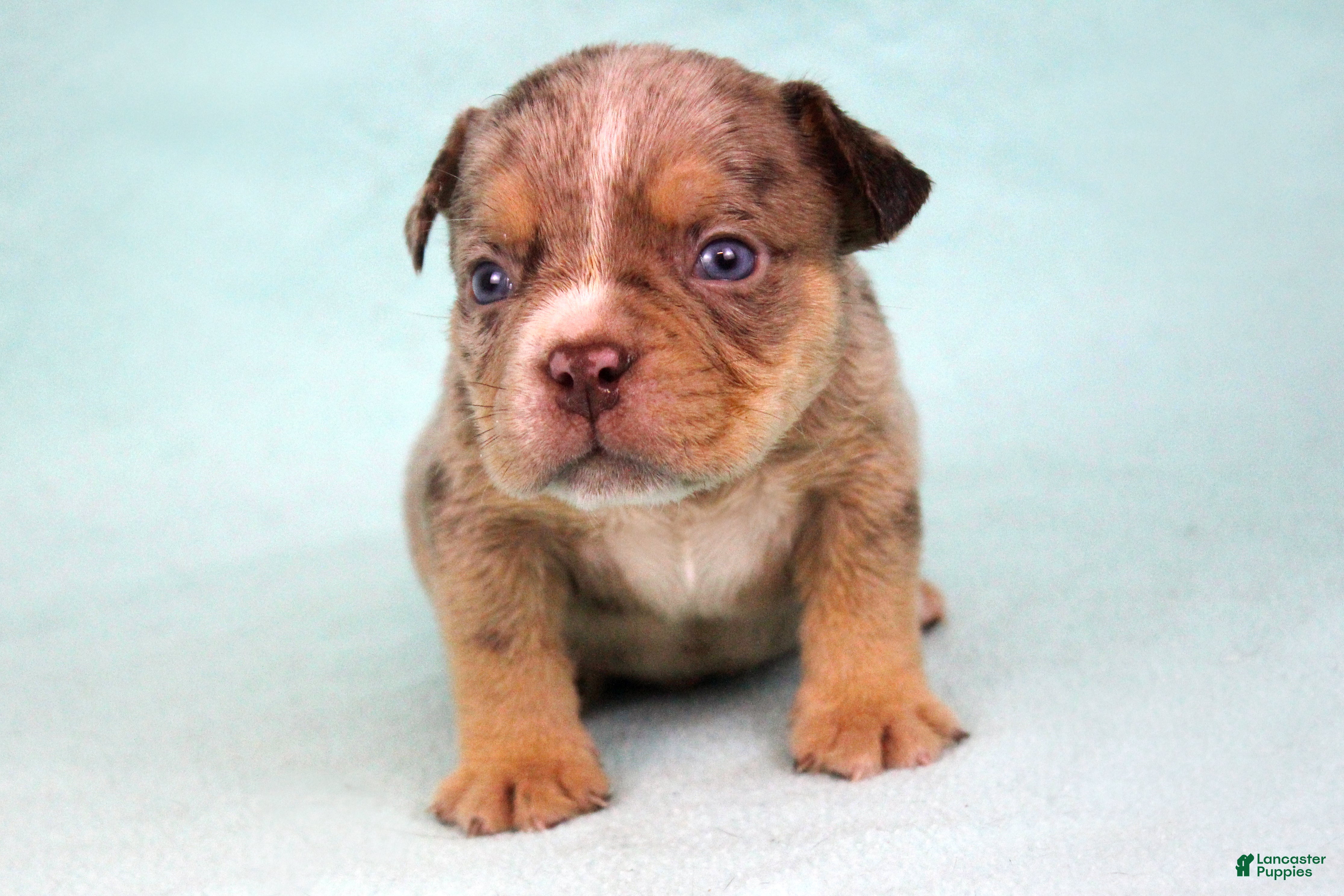 American Bully dogs Chocolate Tri Merle Male - Ad 1