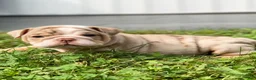 English Bulldog dogs for sale: ERNEST - Ad 9