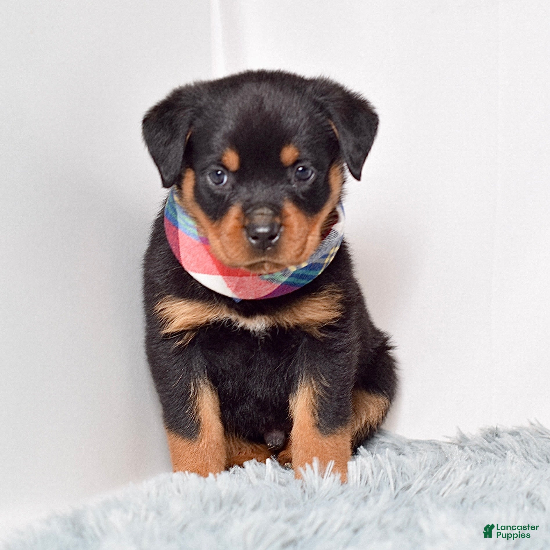 Rottweiler dogs Warrior - Ad 1