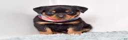 Rottweiler dogs for sale: Warrior - Ad 1
