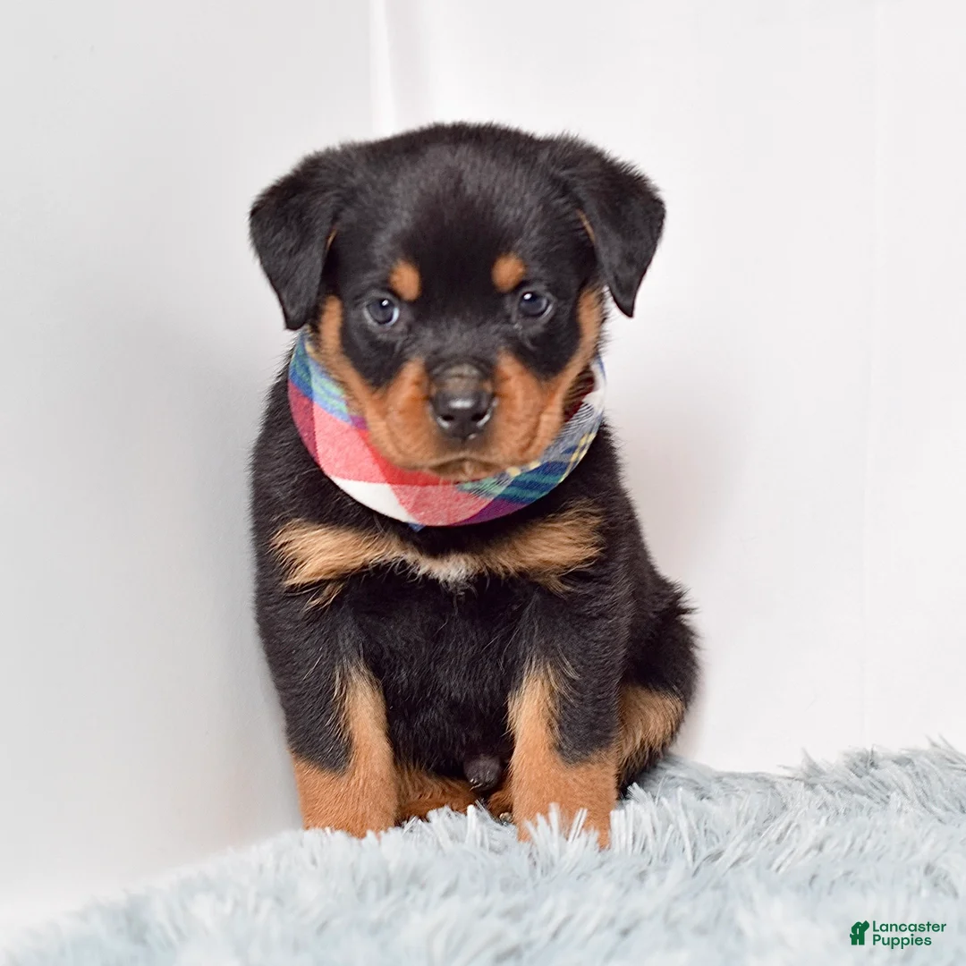 Rottweiler dogs for sale: Warrior - Ad 1
