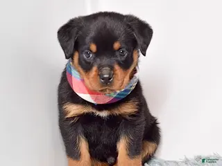 Rottweiler dogs for sale: Warrior - Ad 2
