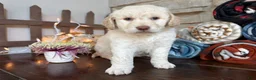 Mixed Breed dogs for sale: Regina (Girl) - Ad 3