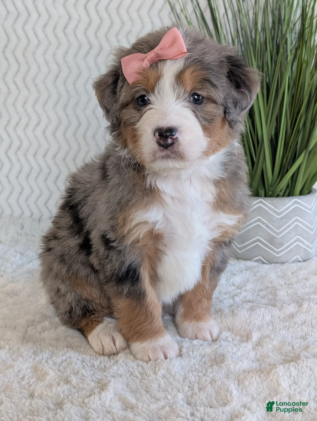 Mini Bernedoodle dogs for sale: Mini Indy  - Ad 34