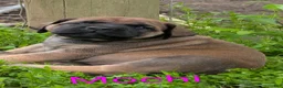 English Mastiff dogs for sale: English Mastiff Puppy 2 - Ad 4