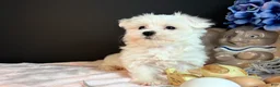 Maltese dogs for sale: Maltese 2 - Ad 3