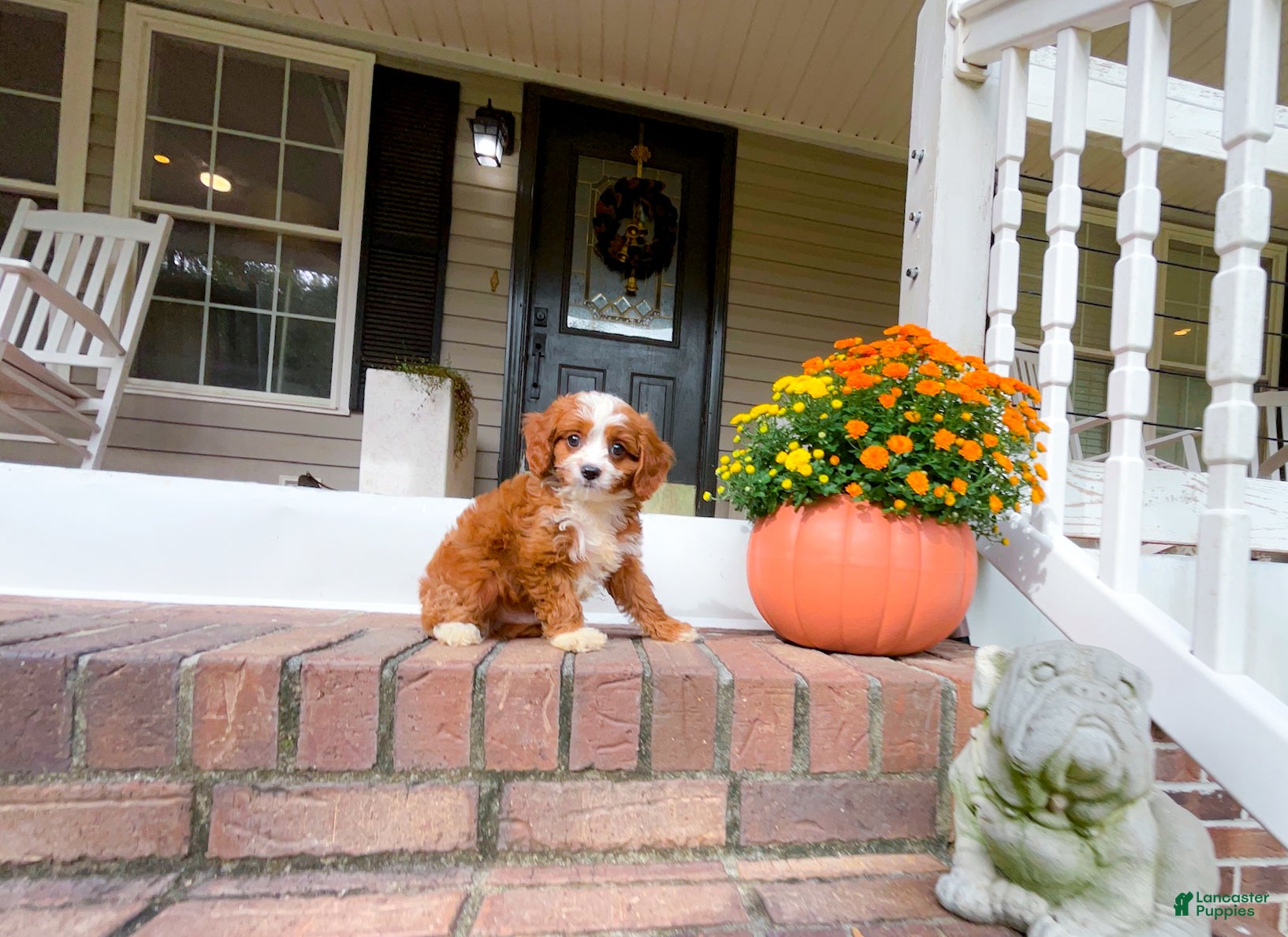 Cavapoo dogs Silas - Ad 23