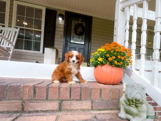 Cavapoo dogs Silas - Ad 5