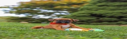 Boxer dogs for sale: Rascal - Ad 20