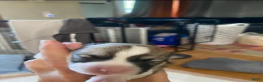Penny