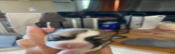 Welsh Corgi Pembroke dogs for sale: Penny - Ad 1