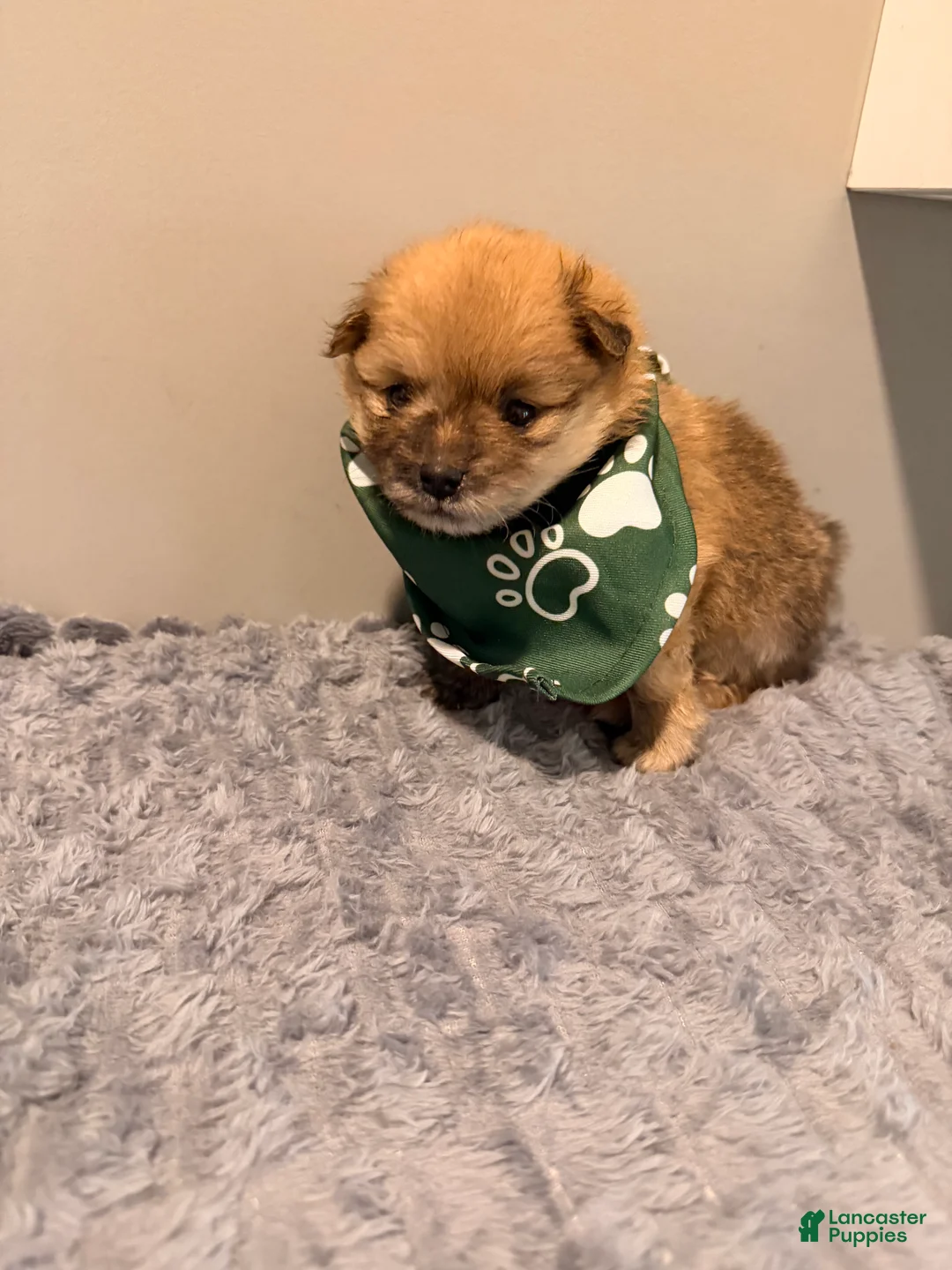 Pomeranian dogs for sale: Tigger - Ad 2
