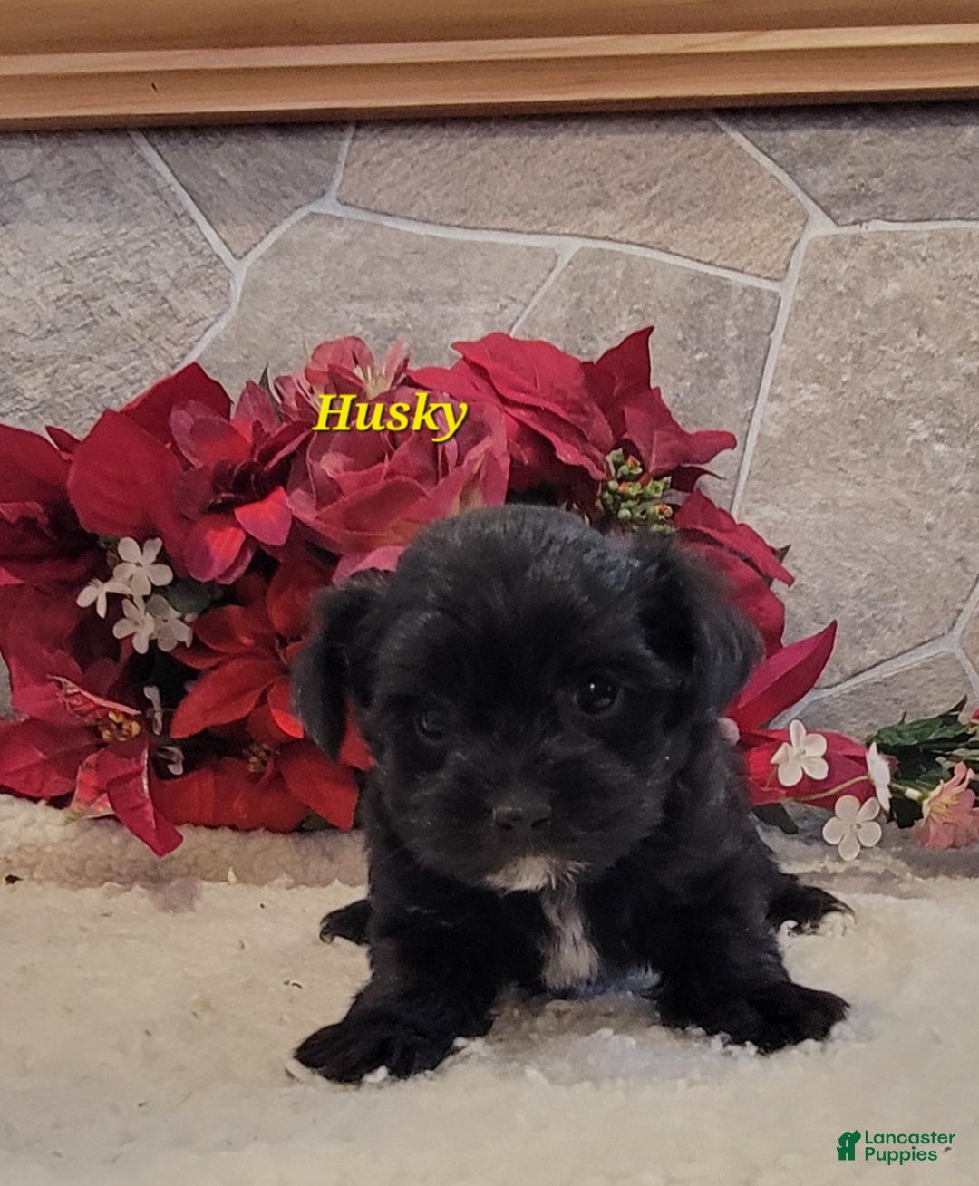 Morkie dogs for sale: Husky - Ad 4