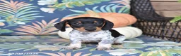 Miniature Dachshund dogs for sale: Hickory - Ad 3