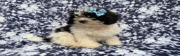 Shihpoo dogs for sale: Darlin - Ad 7
