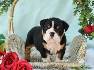 English Bulldog dogs for sale: Dakota - Ad 2