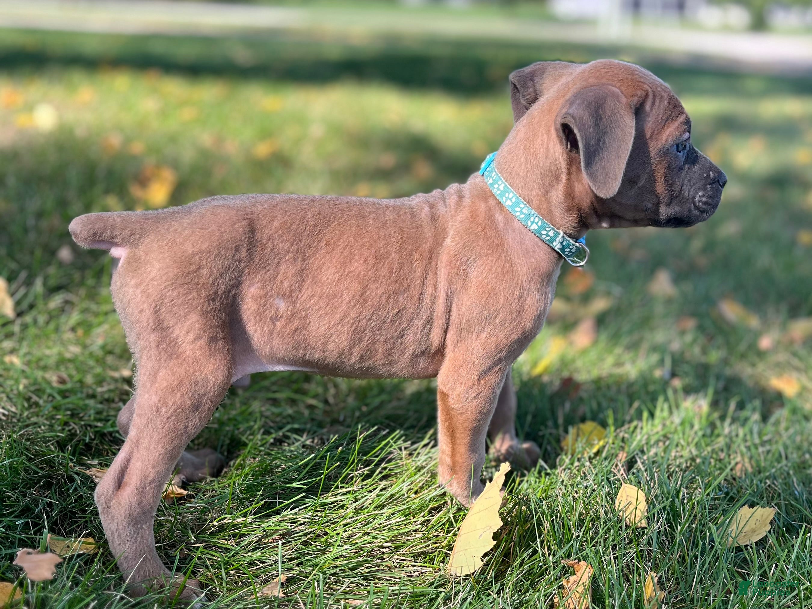 Cane Corso dogs Spencer - Ad 1
