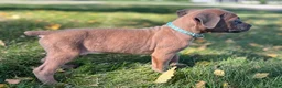 Cane Corso dogs for sale: Spencer - Ad 1