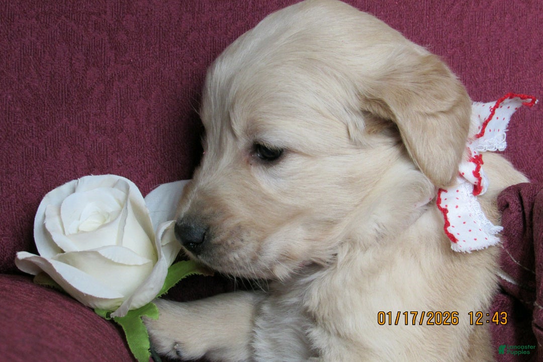 Golden Retriever dogs for sale: Golden Retriever Puppy 1 Shae - Ad 3