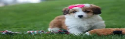 Corgipoo dogs for sale: NALA - Ad 9