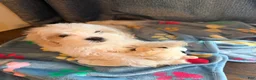 Shih Tzu dogs for sale: Shih Tzu 1 - Ad 8