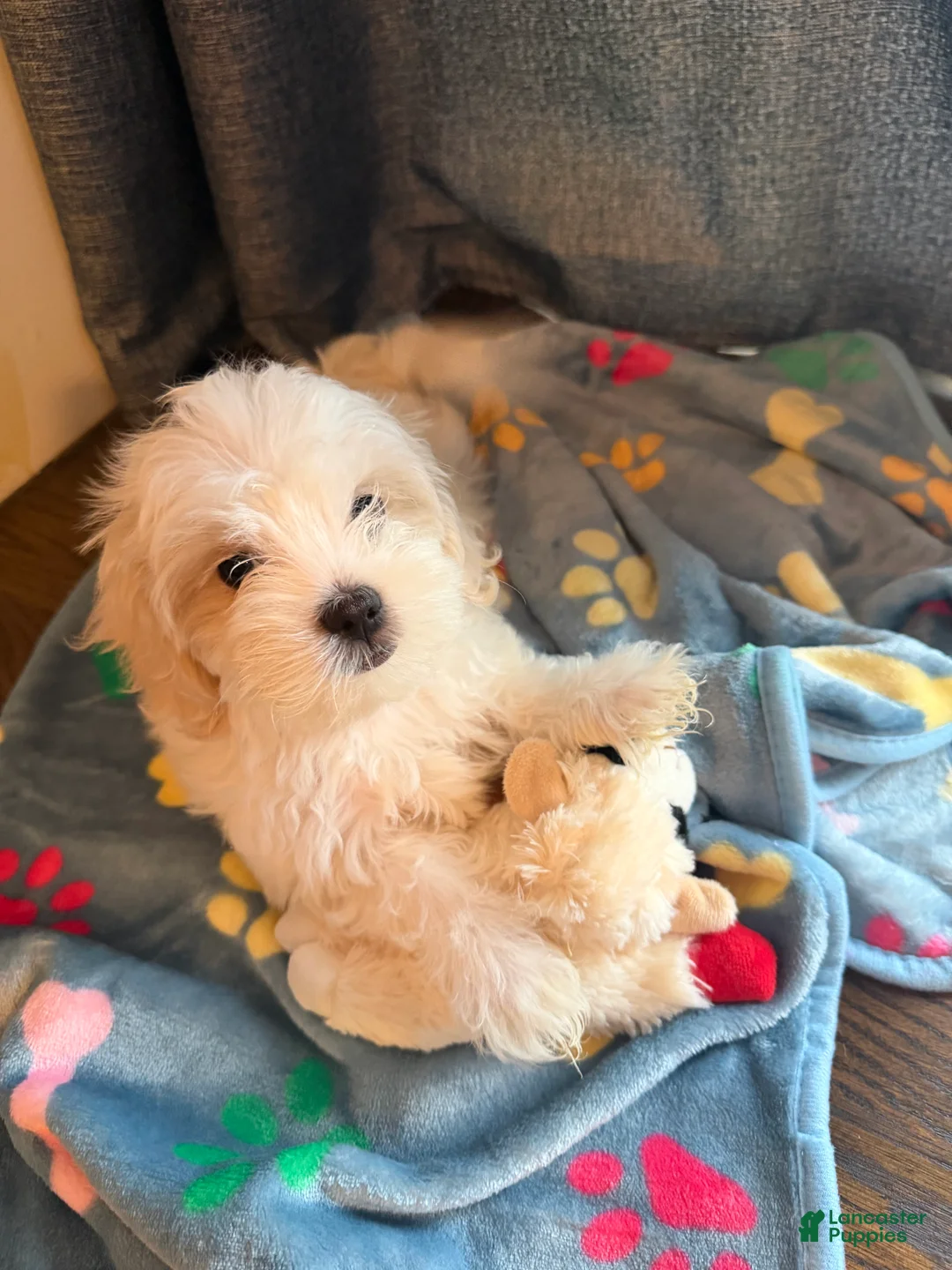 Shih Tzu dogs for sale: Shih Tzu 1 - Ad 8
