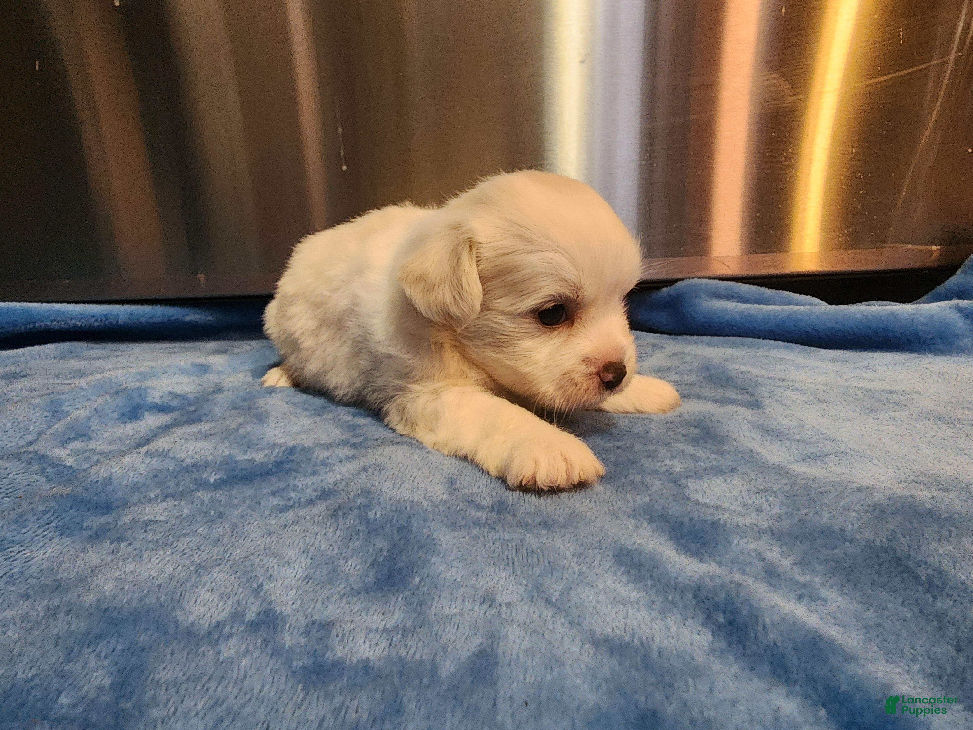 Mixed Breed dogs Yeti  - Ad 3