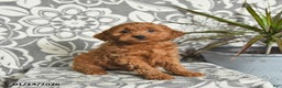 Mini Goldendoodle dogs for sale: Rolo - Ad 2