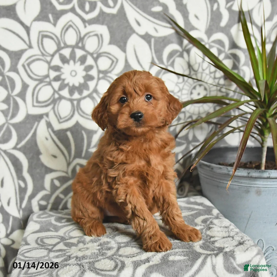 Mini Goldendoodle dogs for sale: Rolo - Ad 1