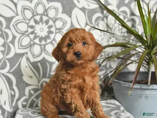 Mini Goldendoodle dogs Rolo - Ad 36