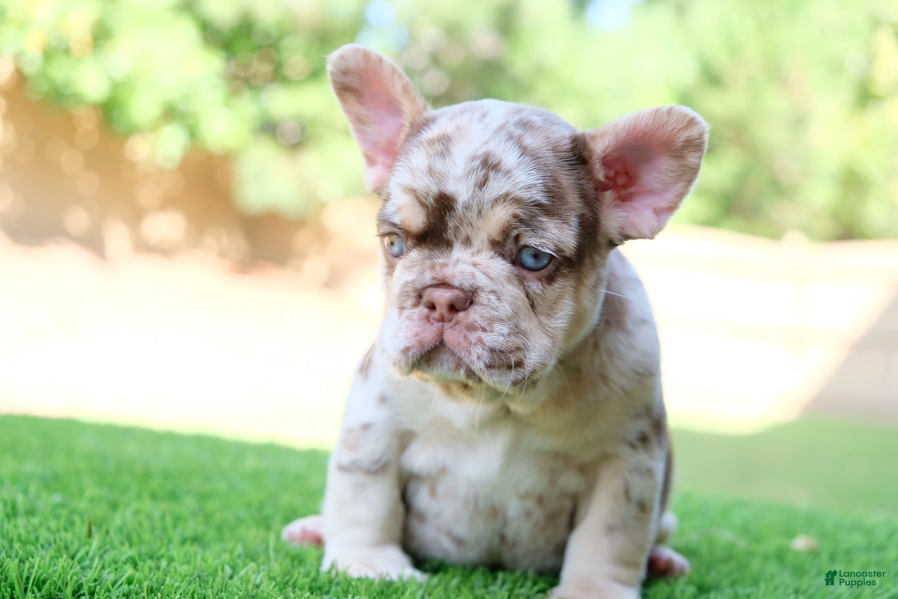 French Bulldog dogs French Bulldog 1 - Ad 1