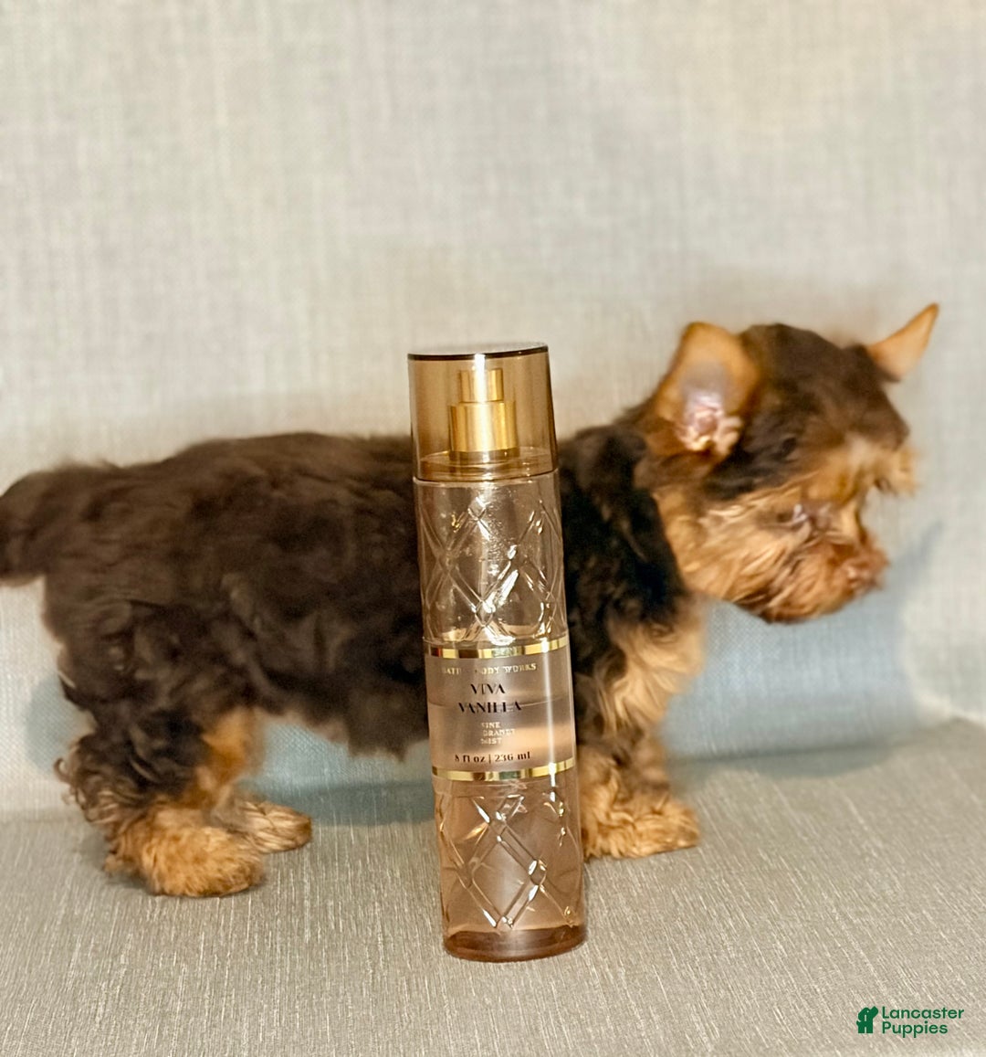 Yorkshire Terrier dogs for sale: Mocha *GET NOW* PAY LATER* - Ad 3