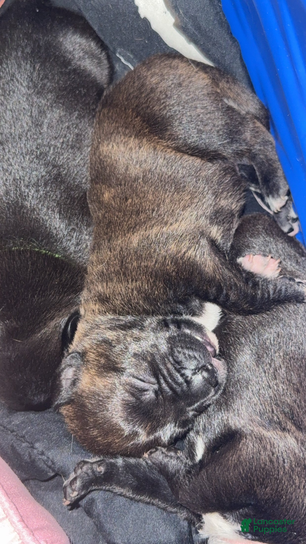 Mixed Breed dogs Mixed Breed 1 - Ad 41