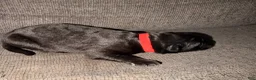 German Shepherd dogs for sale: German Shepherd Puppy 2- Blue Male - Ad 20