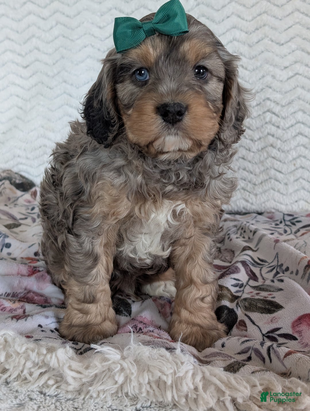 Cavapoo dogs for sale: Mickie - Ad 5