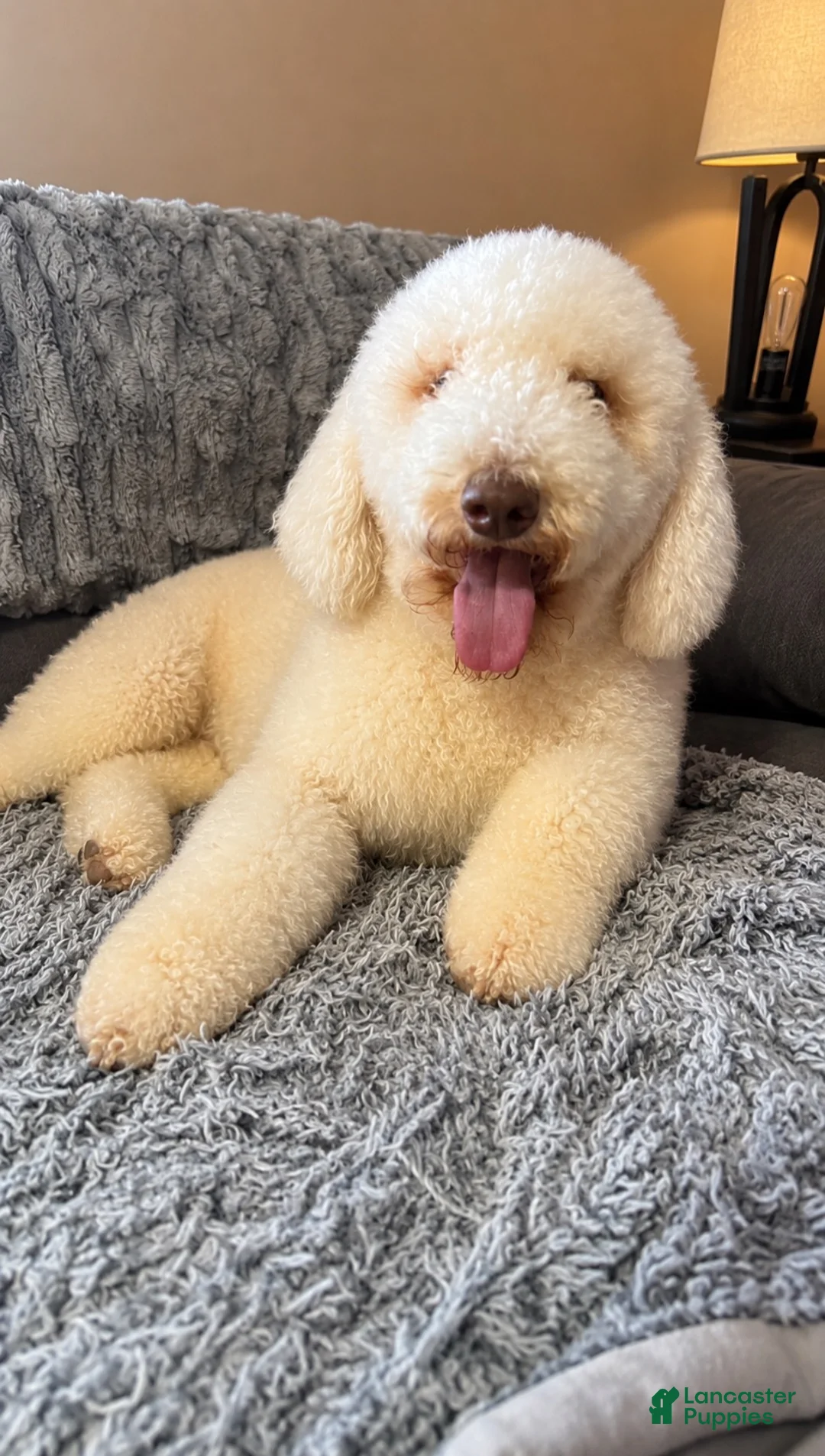 Goldendoodle dogs for sale: Hazel  - Ad 2