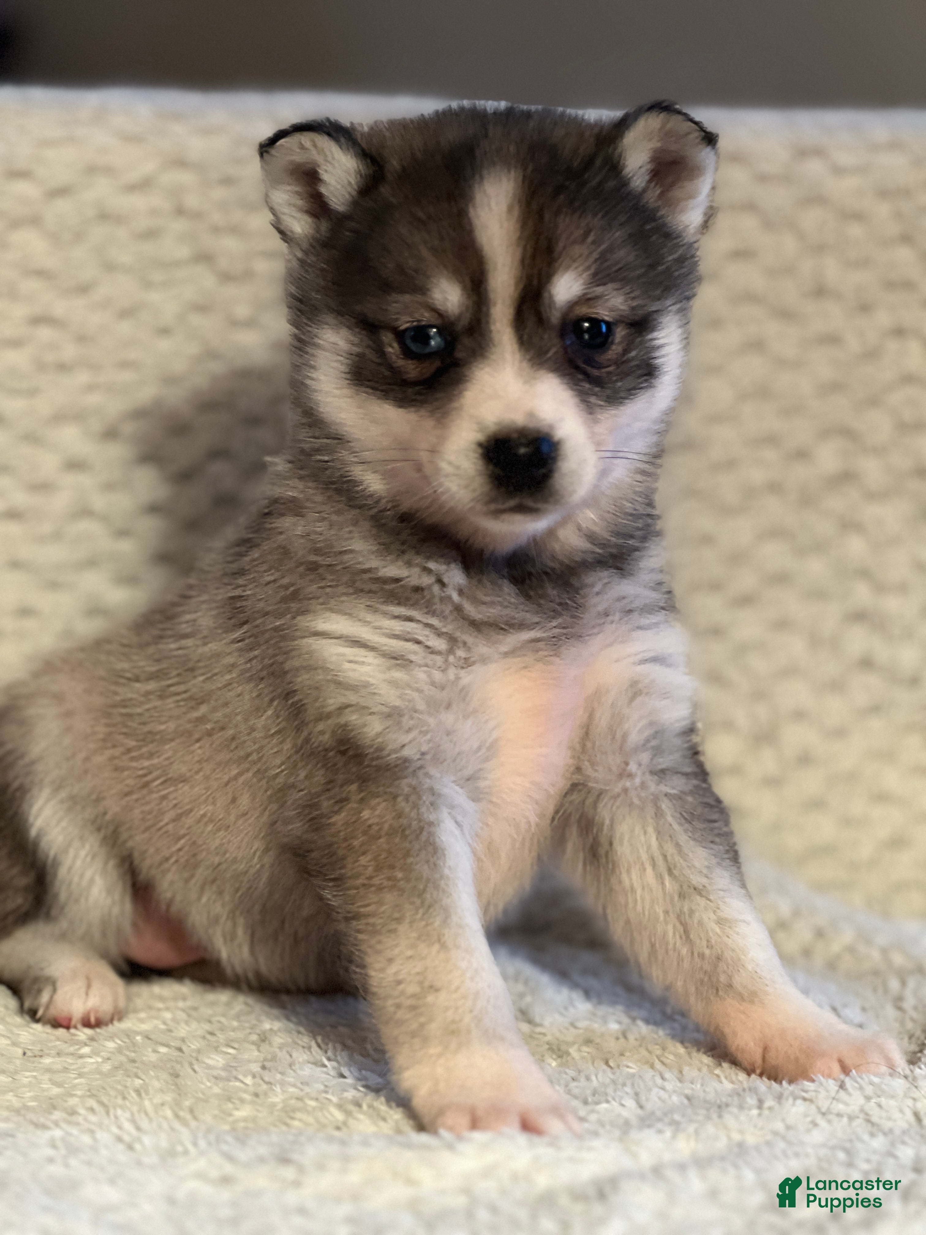 Mixed Breed dogs Priscilla - Ad 5