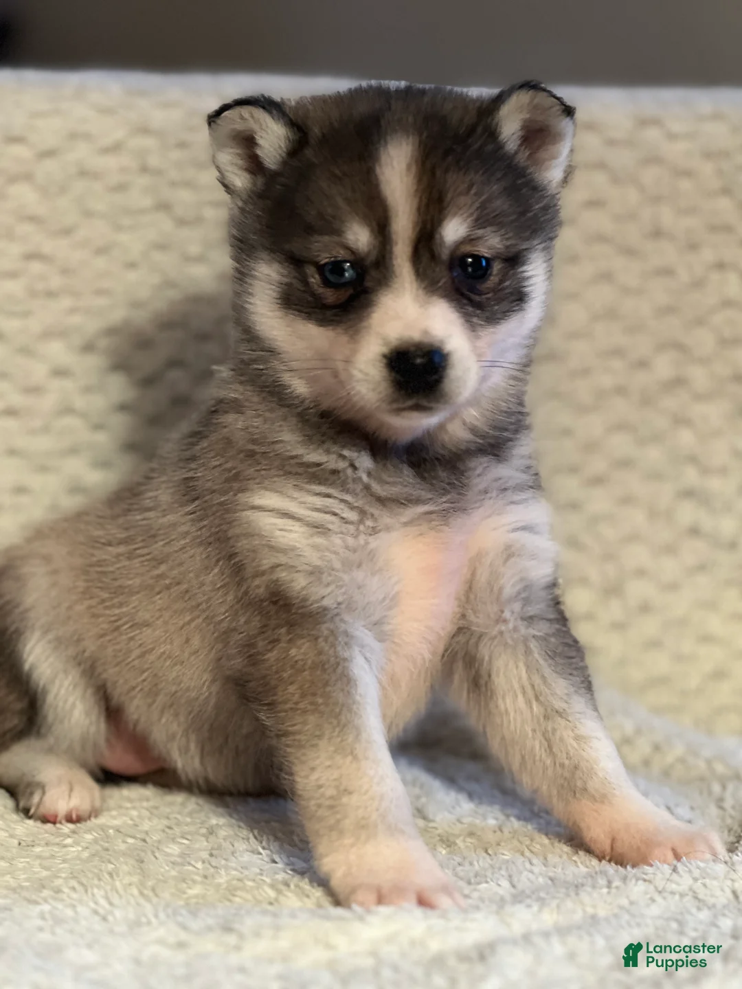 Mixed Breed dogs for sale: Priscilla - Ad 1