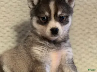 Mixed Breed dogs Priscilla - Ad 5