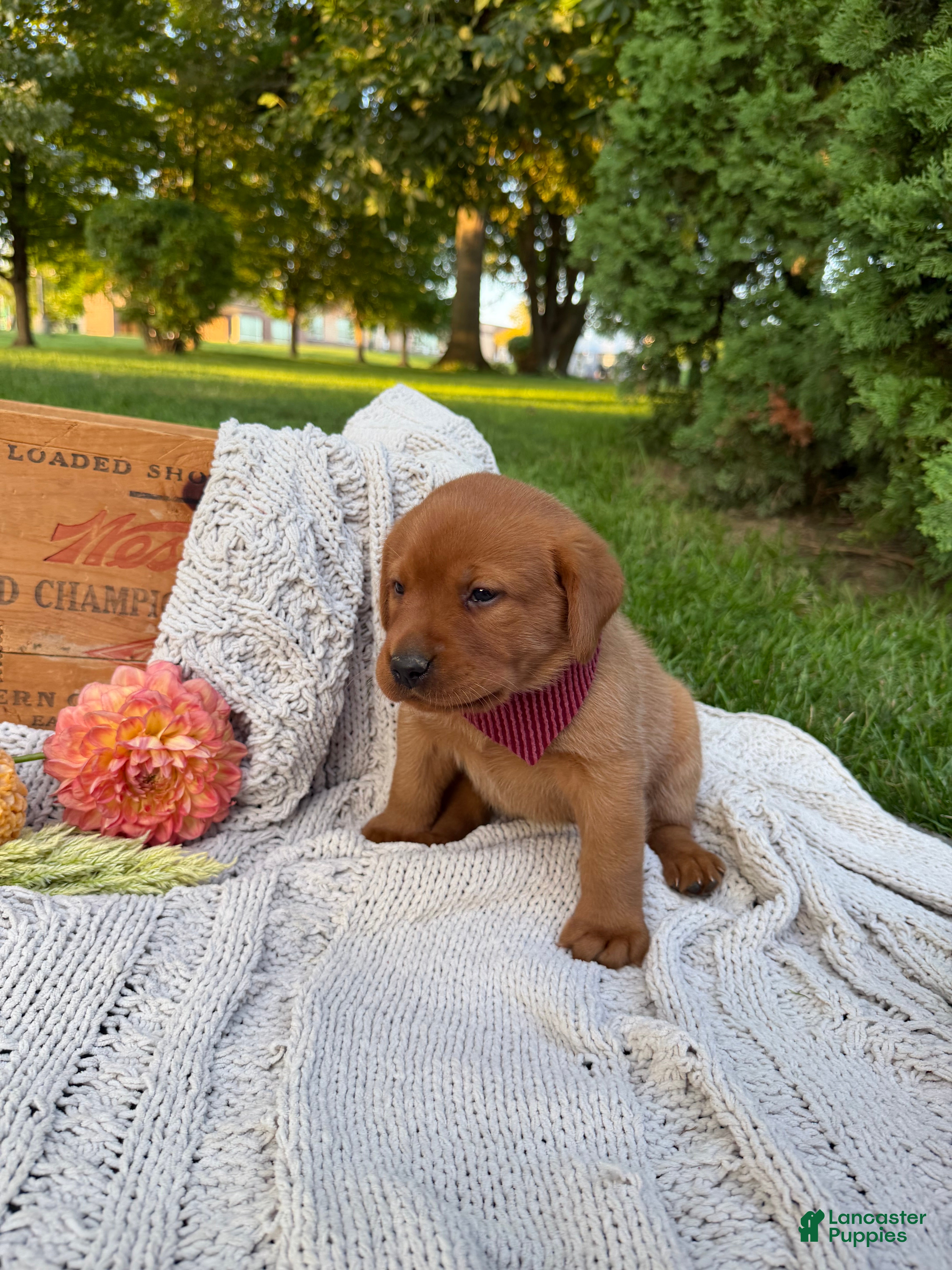 Labrador Retriever dogs Hazel - Ad 2