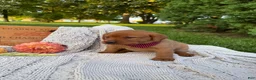 Labrador Retriever dogs for sale: Hazel - Ad 2