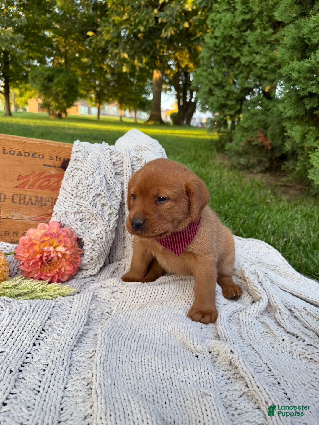 Labrador Retriever dogs for sale: Hazel - Ad 2
